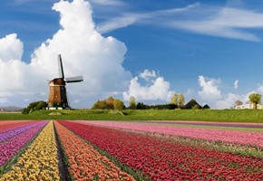 Tulips Cruise