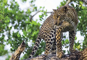 Sri Lanka, Temples and Tea